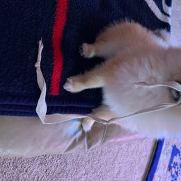 Lucy - Pomeranian