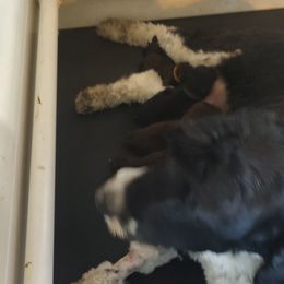 Brooke - Portuguese Water Dog