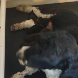 Brooke - Portuguese Water Dog