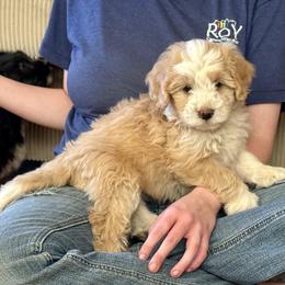 Nacho - Yellow and white female Bernedoodle puppy in Roy, Utah from Doodles are Amazing