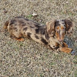 Archie 🇧🇬 👑 - Dachshund