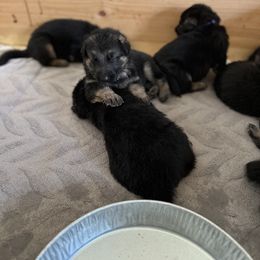 German Shepherd Puppies from Gems German Shepherd Dog Puppies