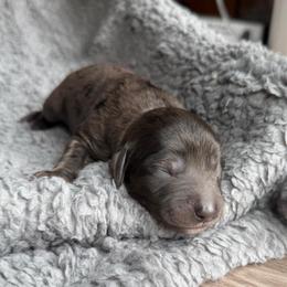 Tom Ford - Merle male Goldendoodle puppy in Pine Grove, California from Lundee Doodles