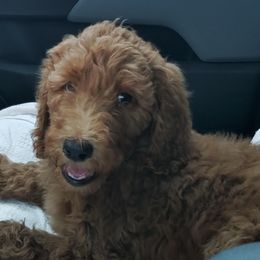 Boy 2 - Apricot Poodle puppy in Rhine, Georgia from Vaughn Farms Poodles