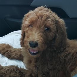 Boy 2 - Apricot Poodle puppy in Rhine, Georgia from Vaughn Farms Poodles