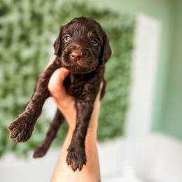 Goldendoodle Puppies from The W Doods