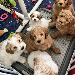 Bernedoodle, Goldendoodle, and Poodle Puppies from Anam Cara Pups