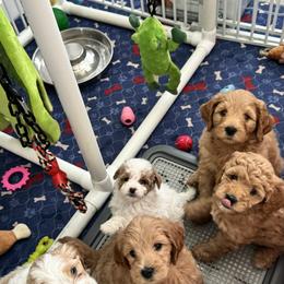 Bernedoodle, Goldendoodle, and Poodle Puppies from Anam Cara Pups