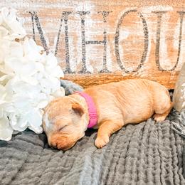 3rd Pick (Poppy) - Apricot female Cavapoo puppy in Marquand, Missouri from Perfectly Playful Doodles