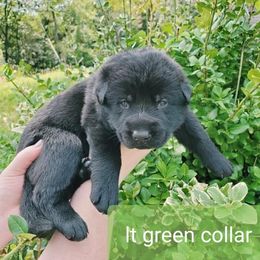 German Shepherd Puppies from Sheldon Shepherds LLC