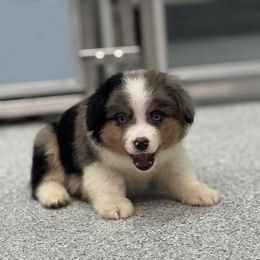 Boy 1 - Blue merle male Miniature American Shepherd puppy in Bowling Green, Kentucky from Flawlessly Kennel