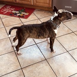 Miniature Bull Terriers from Ray's Mini Bull Terrier
