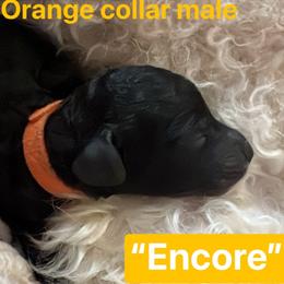 Encore - Silver male Poodle puppy in Alaska from Rumor Haz It Kennels