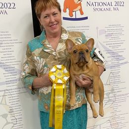 French Bulldog All Grown Up from Sierra Frenchies