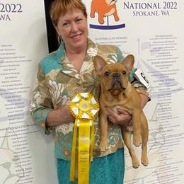 French Bulldog All Grown Up from Sierra Frenchies