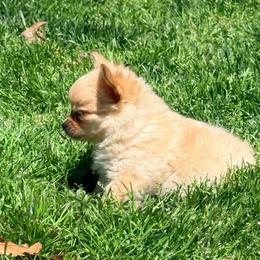 Fuji Pomchi (tiny) - Blue fawn male Chihuahua puppy in Seneca, Missouri from Stephanie’s Puppy Colony