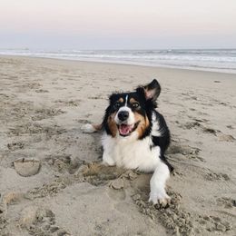 Australian Shepherd All Grown Up from A&K’s Aussies