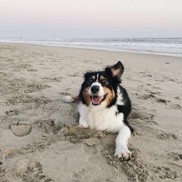 Australian Shepherd All Grown Up from A&K’s Aussies