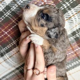 Light Blue - Merle female Bernedoodle puppy in Grandview, Texas from Big Sky Bernedoodles