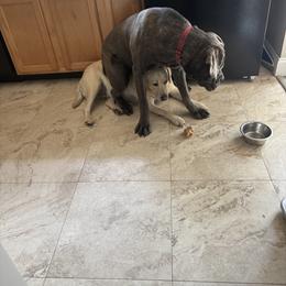 Cane Corso Puppies from Central Jersey K9