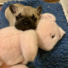 Fawn boy with a black mask - Fawn male French Bulldog puppy in Tucson, Arizona from Couronne's French Bulldogs