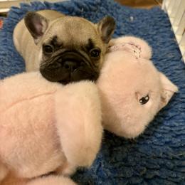 Fawn boy with a black mask - Fawn male French Bulldog puppy in Tucson, Arizona from Couronne's French Bulldogs