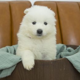 Samoyed Puppies from Desert Snow Samoyeds