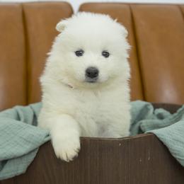 Samoyed Puppies from Desert Snow Samoyeds