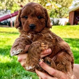 Linus - Red  male Goldendoodle puppy in Bountiful, Utah from Red Brick Doodles