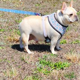French Bulldog Puppies from Rippling Brook French Bulldogs