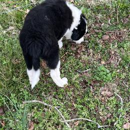 Border Collie Puppies from Roaring River Border Collies
