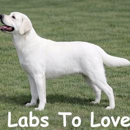 Labrador Retriever puppies from Labs To Love