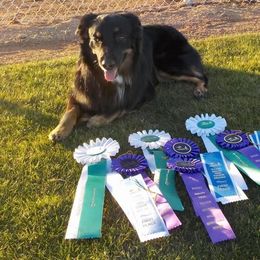 Maverick - Australian Shepherd