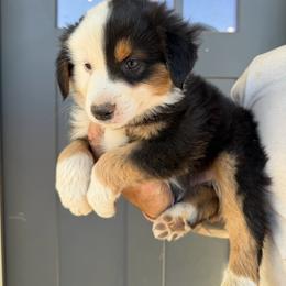 Blaze - Black tri male Miniature American Shepherd puppy in Payson, Arizona from Barnhardt Minis