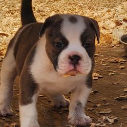 Lenguini - Fawn brindle and white male Bulldog puppy in Washington from Sun City Campeiro Bulldogs