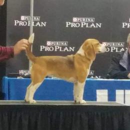 Rose - Beagle