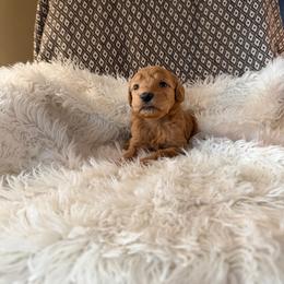 Agnese - Red  female Goldendoodle puppy in Indianapolis, Indiana from E&A Doodle Barn
