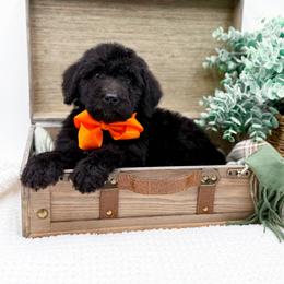 Boy 2 - male Bernedoodle puppy in Statesville, North Carolina from Doodle Babies