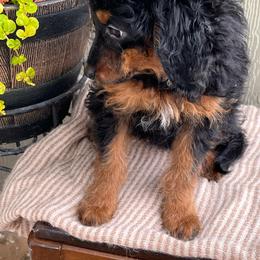 Anna - Tri-color female Bernedoodle puppy in Caldwell, Idaho from Treasure Valley Poodles