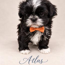 Atlas - Black and white male Shih Tzu puppy in Montgomery, Texas from Furbourne Farm