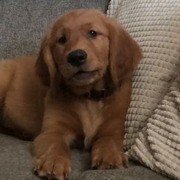 ORANGE - Dark golden Golden Retriever puppy in Woodland Hills, California from Rowan Red Retrievers
