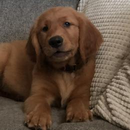 ORANGE - Dark golden Golden Retriever puppy in Woodland Hills, California from Rowan Red Retrievers