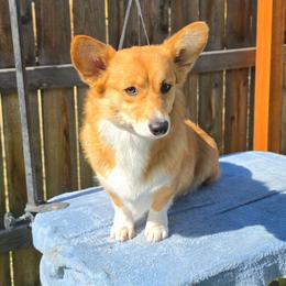 Prism - Pembroke Welsh Corgi