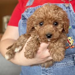 Avery - Female - Red female Cavapoo puppy in Gilbert, Arizona from Azteddybeardoodles