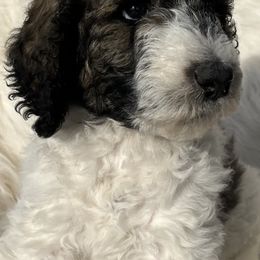 Poodles from Country Poodle