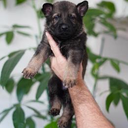 Levi - Sable male German Shepherd puppy in Coarsegold, California from Yosemite Shepherds