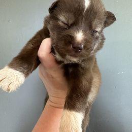 German Shepherd and Siberian Husky Puppies from Rose Trail Siberian’s