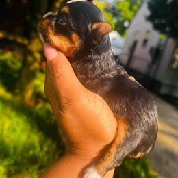 Lilly - Parti female Yorkshire Terrier puppy in Detroit, Michigan from Friends4everkennel LLC