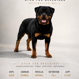 Rottweiler All Grown Up from Von Hause Gaelic