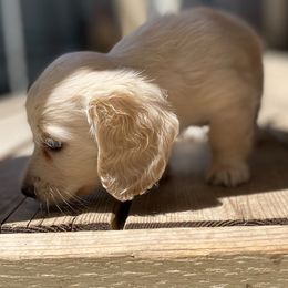 Cream girl - Cream Dachshund puppy in Pacific, Washington from Han&Jan Doxie’s